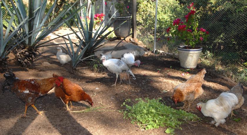 Villa Azalea Inn & Organic Farm JALISCO Dış mekan fotoğraf
